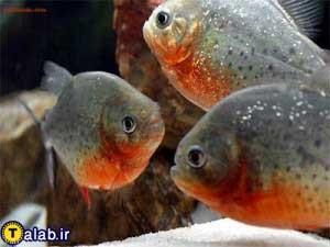 آشنایی با ماهی پیرانا