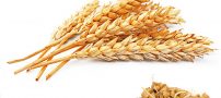 تعبیر خواب گندم | تعبیر خواب دانه ارزن