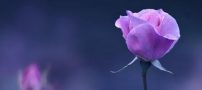 تعبیر خواب برهنگی و عریان بودن از بزرگان علم تعبیر خواب