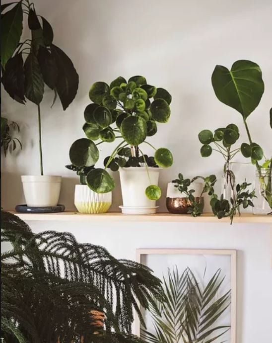 چگونه از فنگ شویی برای ثروت و رفاه در خانه خود استفاده کنید چگونه از فنگ شویی برای ثروت و رفاه در خانه خود استفاده کنید