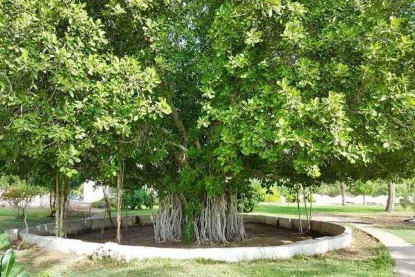 پارک معروف به دلفین ها