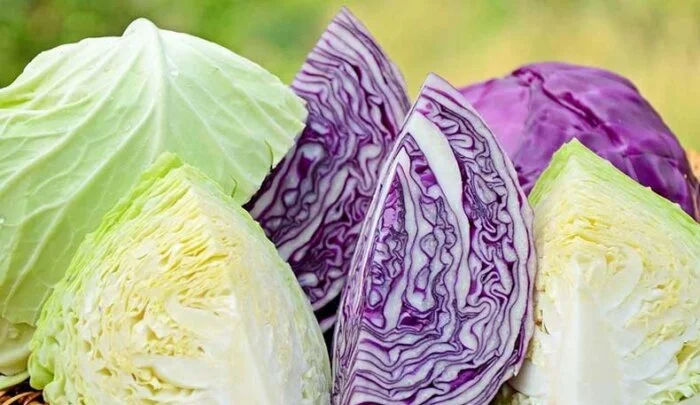 تفاوت کلم سفید و قرمز در چه چیزهایی است؟