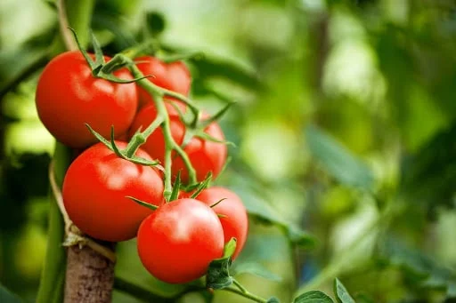 اطلاعات مفید درباره گوجه فرنگی که حتما باید بدانید