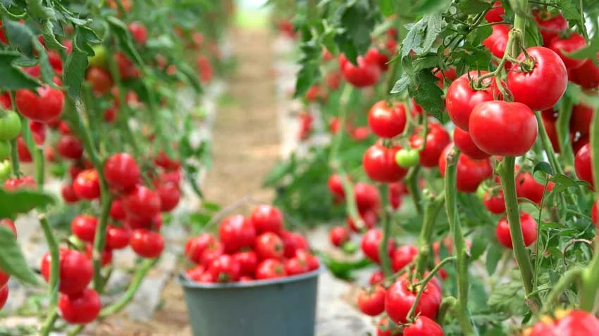 اطلاعات مفید درباره گوجه فرنگی که حتما باید بدانید