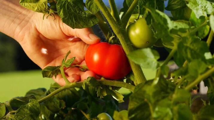 اطلاعات مفید درباره گوجه فرنگی که حتما باید بدانید